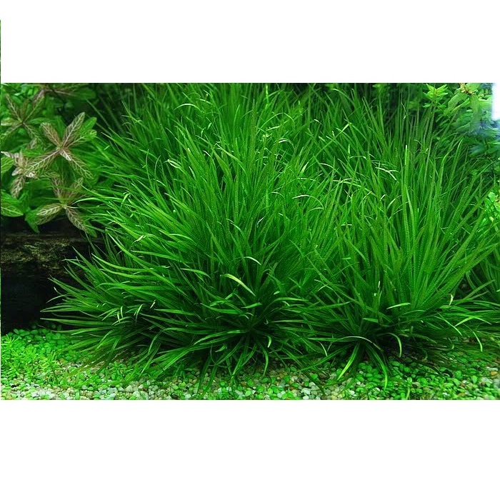 Cây cỏ nhật thủy sinh