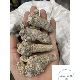 1kg Củ Tam Thất rừng tự nhiên Hàng siêu vip Hàng Biếu Tặng Cao Cấp giá sỉ