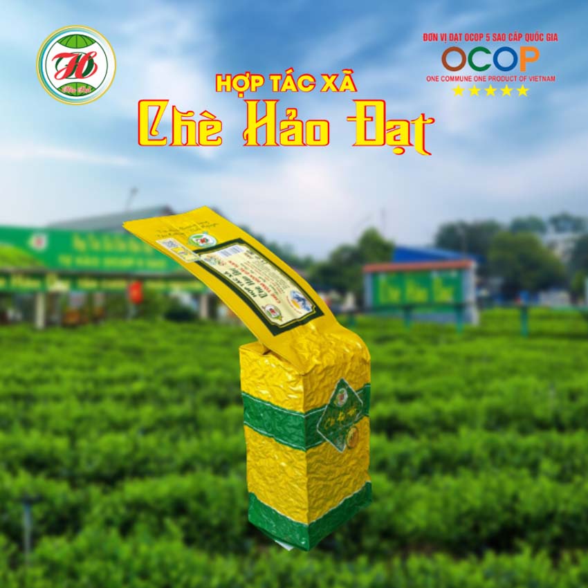 CHÈ TÔM NÕN ĐẶC SẢN TÂN CƯƠNG THÁI NGUYÊN - CHÈ HẢO ĐẠT Trà búp tôm nõn khô xanh ngon sạch đạt chuẩn OCOP 5*