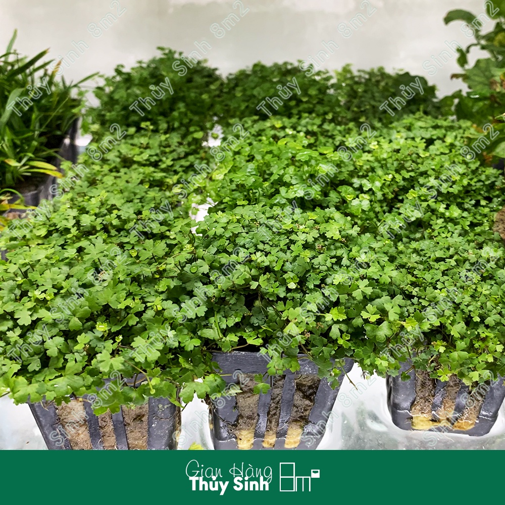 Rau Má Hương | Cây Thủy Sinh Tiền Cảnh, Không CO2 | 8m2