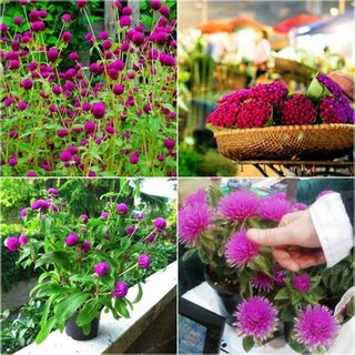 HẠT CÚC BÁCH NHẬT TÍM( tỉ lệ nảy mầm 95%)