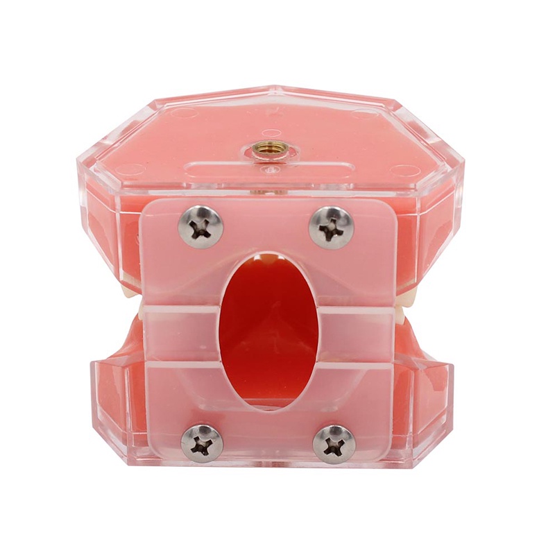 Mô Hình Hàm Răng Mềm Có Thể Tháo Rời Dùng Trong Giảng Dạy Nha Khoa