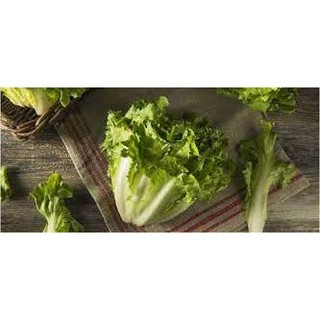 Hạt giống Xà lách ESCAROLE 2gram