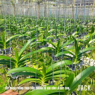 Lan Vanda Jack White - Bông Đẹp