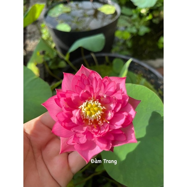 Sen mini siêu nụ Pink Butterfly