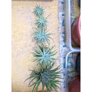 Cây không khí Tillandsia ionantha