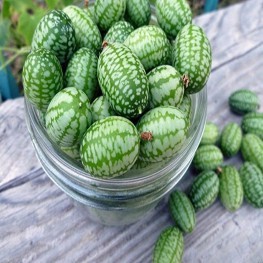 Hạt Giống Dưa Hấu Tí Hon, Mini (Gói 10 Hạt) -[Quả mọng, Ngọt mát - Dễ trồng, Siêu quả]