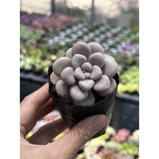 Sen đá sỏi hường size bầu 5cm hư 1 đổi 1