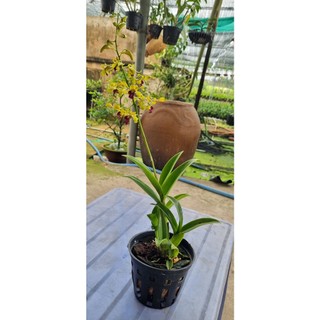 HOA LAN SING VÀNG ĐỎ