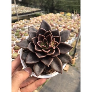 Sen Đá Socola Giống Mới Size Trung