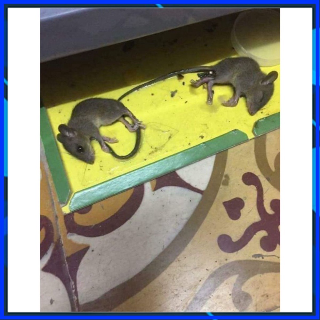 COMBO 2 MIẾNG Keo dính chuột siêu dính , bảo vệ gia đình bạn khỏi lũ chuột, phòng ngừa cộn trùng