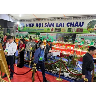 Cây Sâm Lai Châu( Sâm Ngọc Linh Lai Châu) 150g/cây