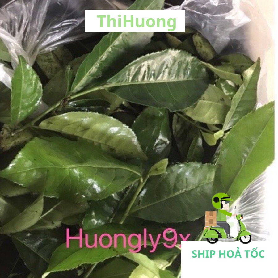 Lá chè xanh tươi 1 kg - Ship siêu tốc Hà Nội