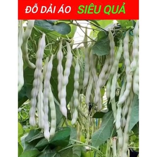 Hạt giống đậu  (đậu dải áo) cao sản hạt đen