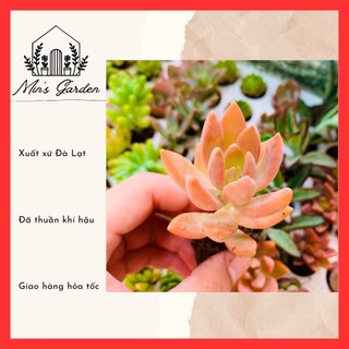 Sen đá đá đỏ size mini 🔥free ship🔥 xuất xứ đà lạt, đã thuần khí hậu
