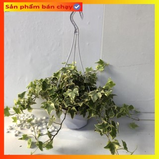 Cây thường xuân leo cẩm thạch chậu treo, Tán cây 50cm