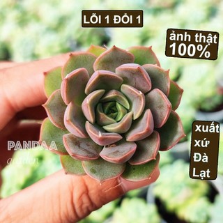 Sen đá hoa hồng đỏ mini 2.5-4cm siêu cute dễ trồng, vườn sen đá pandaa garden đà lạt khoẻ đẹp, lỗi 1 đổi 1