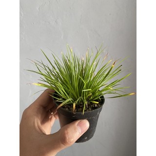 Thạch Xương Bồ (Cỏ Thơm) đủ loại