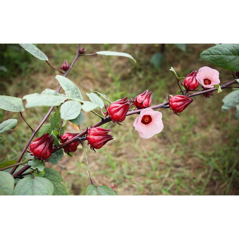 HẠT GIỐNG CÂY ATISO ĐỎ