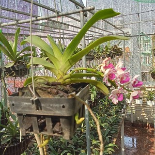 Lan Đai Châu Cây Bắt Đầu Ra Hoa