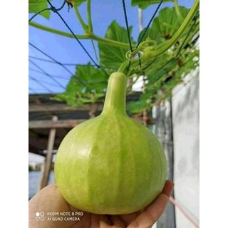 Hạt giống bầu hương Thái Lan 10 hạt