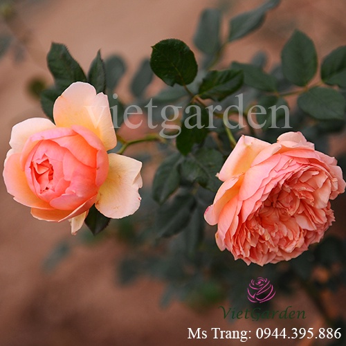 Hoa hồng leo Masora rose – Hoa hồng vàng mơ, thời tiết nóng hoa ngã vàng nhiều hơn