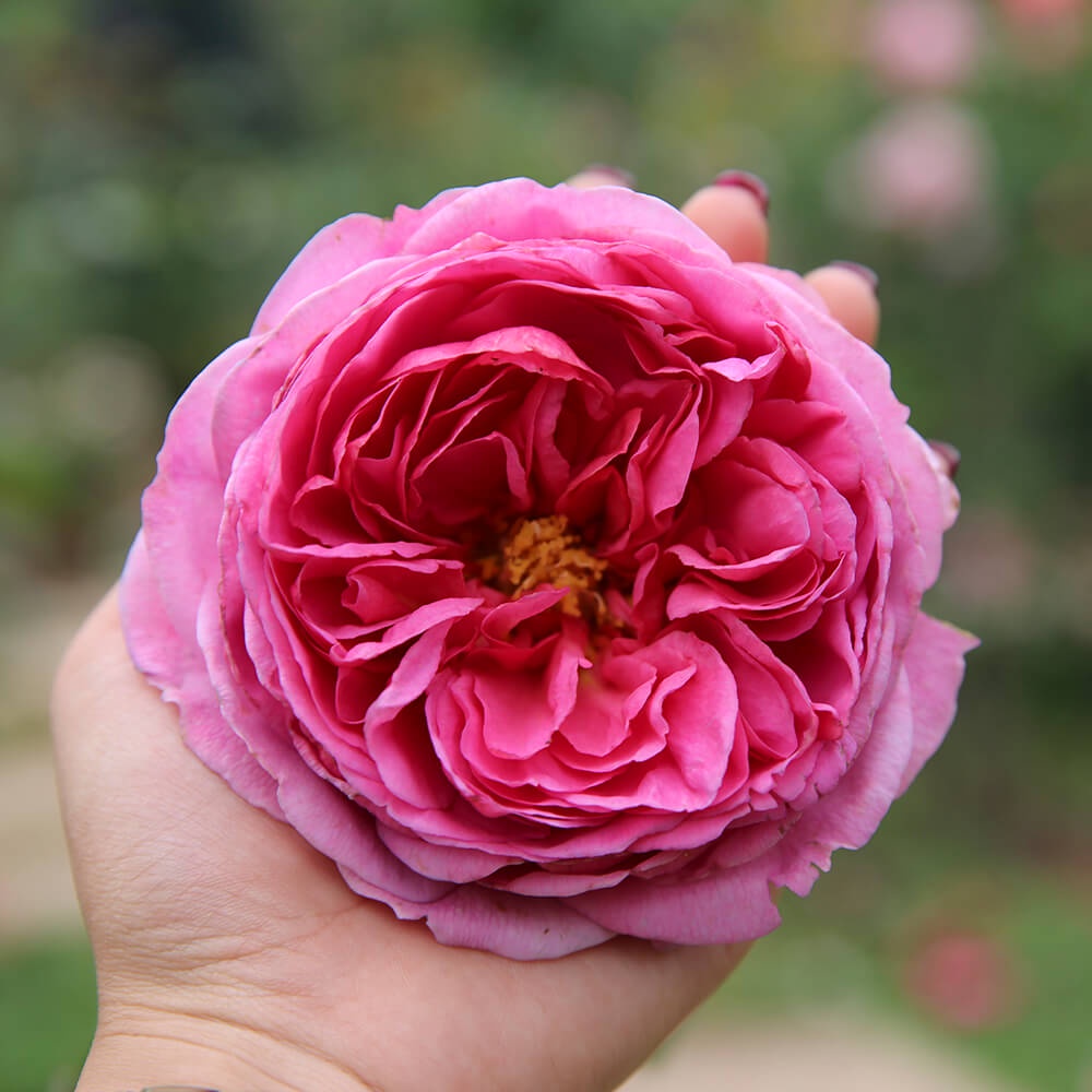 Hoa Hồng leo Princess Alexandra of Kent rose vẻ đẹp kiệt xuất đến từ xứ xở xương mù -HoaNgoaiMeLinh