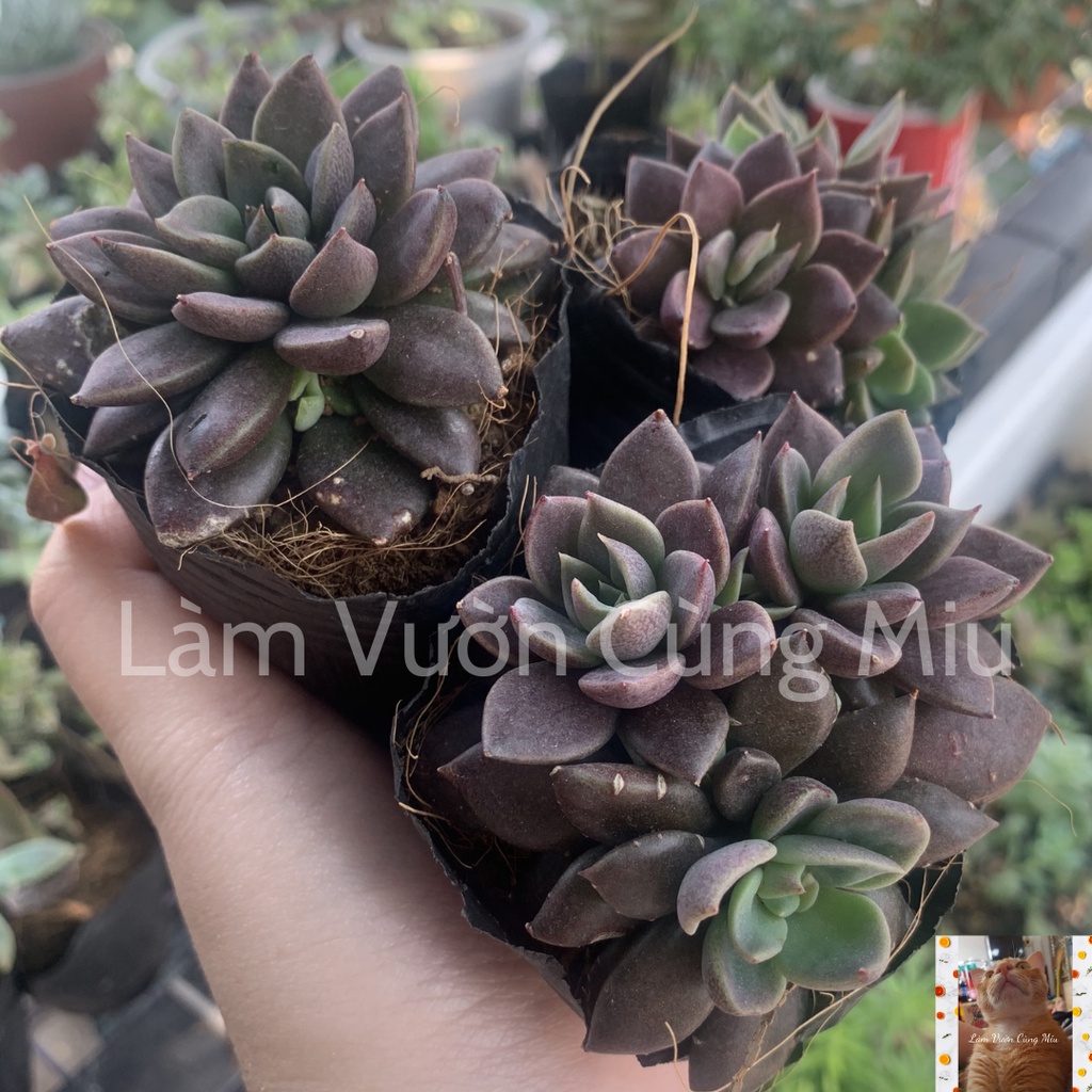 Sen Đá Mặt Trăng 🌖🌖🌖 Size Bầu