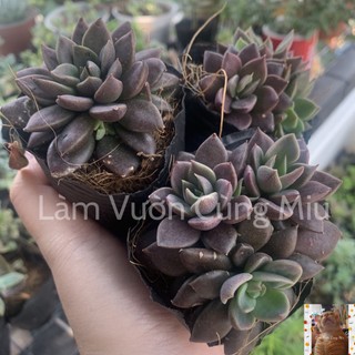 Sen đá mặt trăng 🌖🌖🌖 size bầu