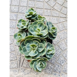 sen đá đất xanh bụi 1 gốc