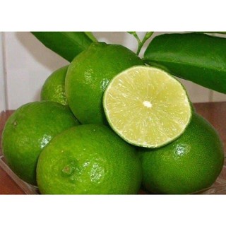 Cây giống chanh tứ quý