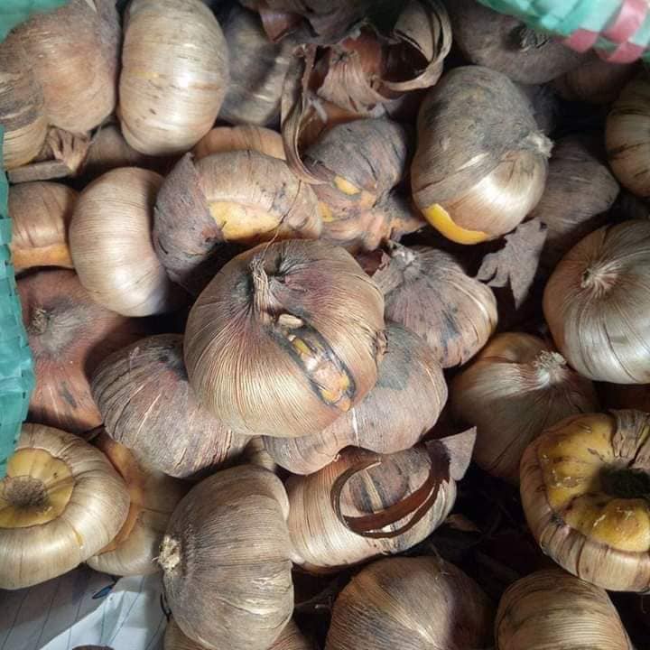 Củ hoa lay ơn đỏ (Củ giống nhập ngoại)