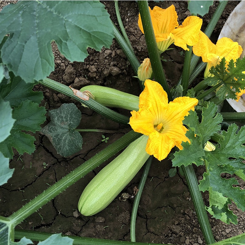 5 Hạt giống bí ngòi