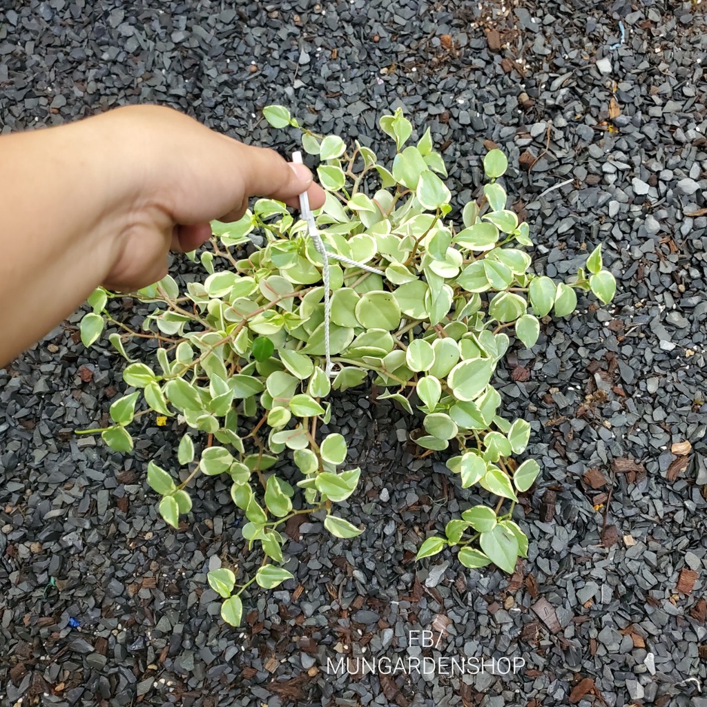 Trầu Bà Càng Cua [ hỏa tốc ]