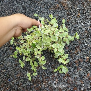 Trầu bà càng cua
