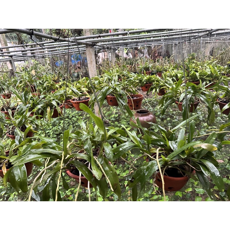 GIÁNG HƯƠNG TAM BẢO SẮC 1 CHẬU THUẦN RỄ KÍN CHẬU