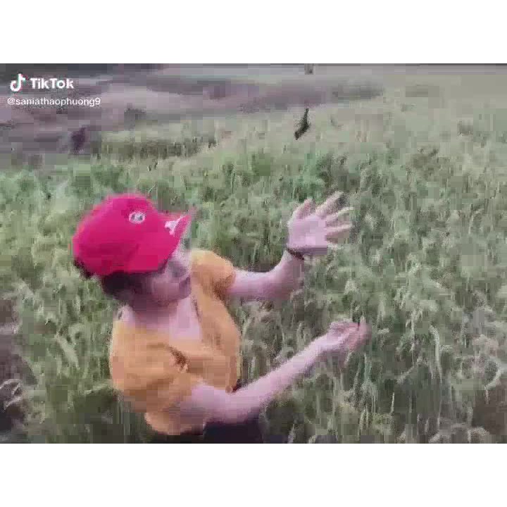 Lưới Bẫy Chim Chào Mào, Họa Mi, Sẻ Cao 5m , Độ Dài Từ 10m-50m, Lưới Chim Thái Lan