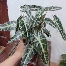 Cây môn quan âm MIX CHẬU để bàn