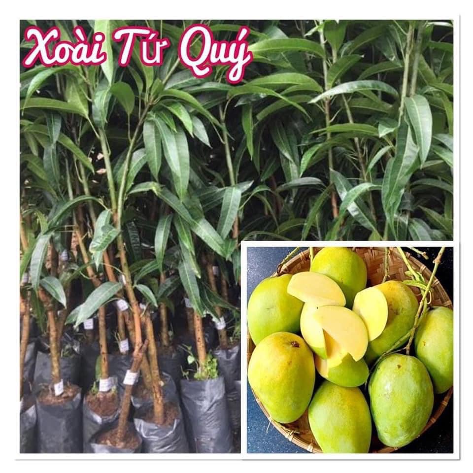 Cây giống Xoài Tứ Quý. ( Cho trái quanh năm)