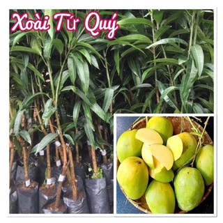 Cây giống xoài tứ quý.