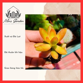 Sen đá đá cam size mini 🔥FREE SHIP🔥 Xuất xứ Đà Lạt, đã thuần khí hậu