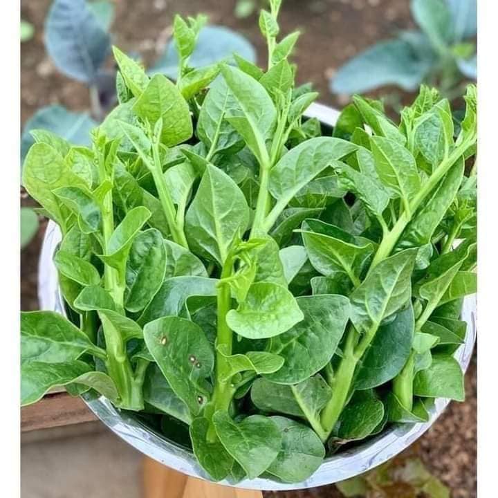 Gói 10gram Hạt giống rau mùng tơi lá to siêu ngọn