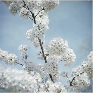 Lomography Color Negative - ISO 100