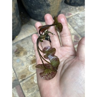 (HOẢ TỐC SG) CÂY HOA SÚNG GIỐNG - 1 Cây