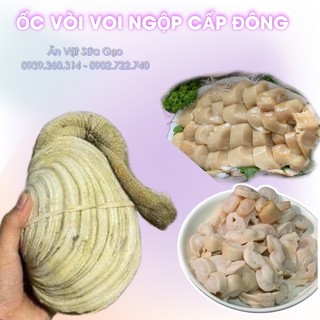 Ốc Vòi Voi (1con)