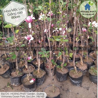 Cây hoa mộc lan, hoa mộc lan, cây mộc lan giống - Hoangphatgarden