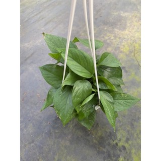 Chậu cứng Jade Pothos- Trầu bà Jade