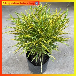 Cây cô tòng đuôi lươn cao 25-30cm, cây cảnh trang trang trí
