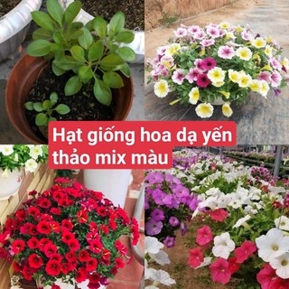 Hạt giống hoa dạ yến thảo dừa cạn gói 200 hạt