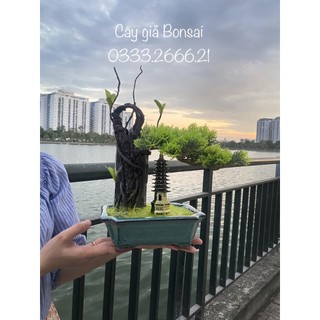 Bộ tiểu cảnh bonsai tháp tùng văn nhân trang trí để bàn làm việc văn phòng, làm quà tặng..